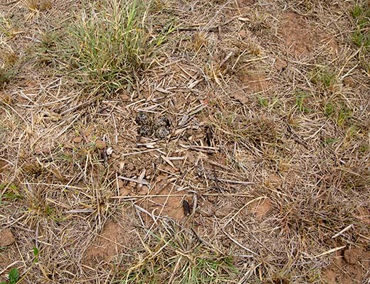 Wattled Plover nest